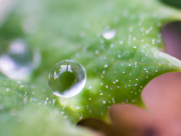 Basiscursus: Aan De Slag Met Macrofotografie Voor 10 Euro! | Digifoto ...